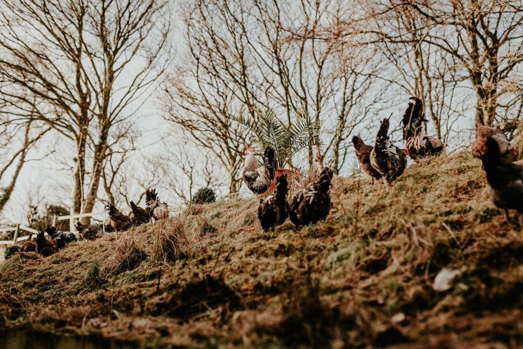 Higher Trewithen Stithians エクステリア 写真